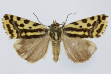 Acontia trabealis