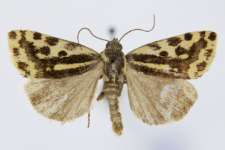 Acontia trabealis