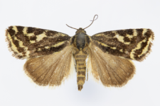 Acontia trabealis