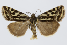 Acontia trabealis