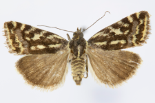 Acontia trabealis