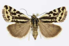 Acontia trabealis