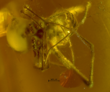 Araneae (Acrometa)