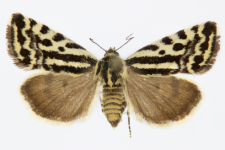 Acontia trabealis