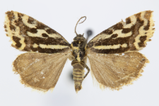 Acontia trabealis