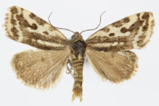 Acontia trabealis