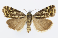 Acontia trabealis