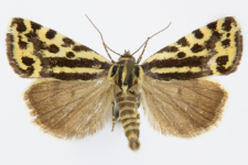 Acontia trabealis