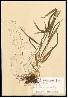 Milium effusum L.