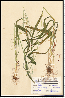 Milium effusum L.