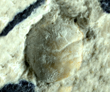 Goniodromites kubai