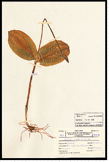 Listera ovata (L.) R. Br.