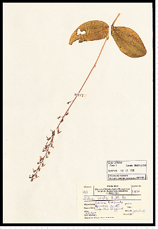 Listera ovata (L.) R. Br.