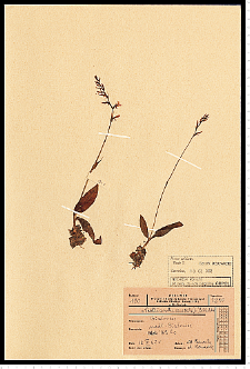 Neottianthe cucullata (L.) Schltr.