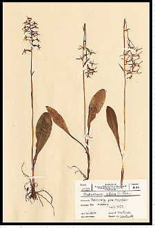 Platanthera bifolia (L.) Rich.