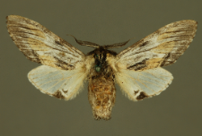 Harpyia milhauseri (Fabricius, 1775)