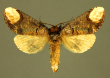 Phalera bucephala (Linnaeus, 1758)