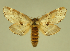 Odontosia sieversii (Ménétriés, 1856)