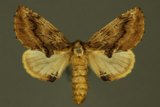 Ptilodon capucina (Linnaeus, 1758)