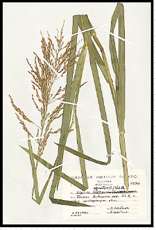 Glyceria maxima (Hartm.) Holmb.