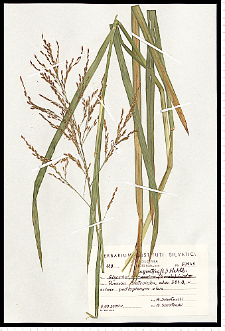 Glyceria maxima (Hartm.) Holmb.