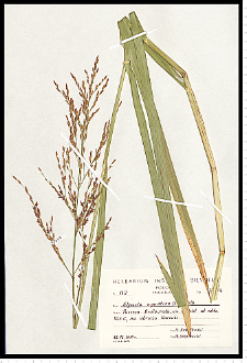 Glyceria maxima (Hartm.) Holmb.