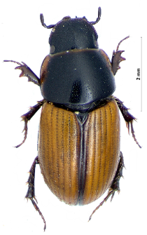 Aphodius merdarius (Fabricius, 1775)