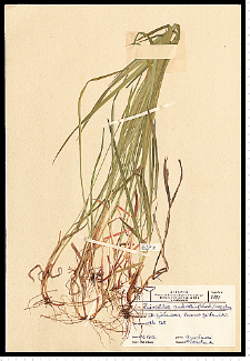 Hierochloë australis (Schrad.) Roem. & Schult.