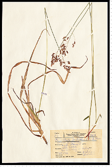 Hierochloë australis (Schrad.) Roem. & Schult.