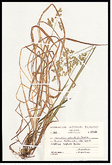 Hierochloë odorata (L.) P. Beauv.