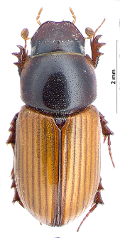 Aphodius ictericus (Laicharting, 1781)