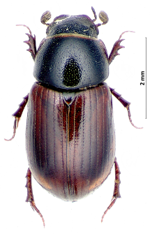 Aphodius tenellus Say, 1823