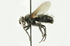 Voria ruralis (Fallen, 1810)