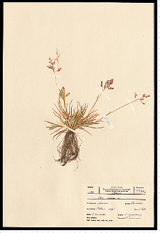 Poa annua L.