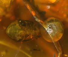 Chrysomelidae (Alticinae)