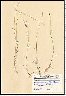 Poa compressa L.