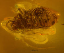 Psocoptera