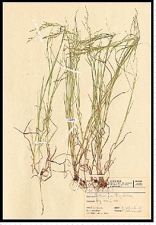 Poa nemoralis L.