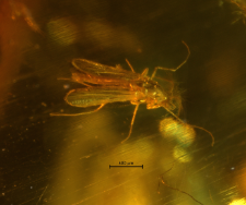 Diptera (Nematocera)