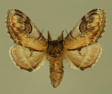 Notodonta ziczac (Linnaeus, 1758)