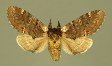 Notodonta dromedarius (Linnaeus, 1767)