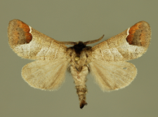 Clostera curtula (Linnaeus, 1758)