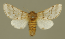 Thaumetopoea pinivora (Treitschke, 1834)