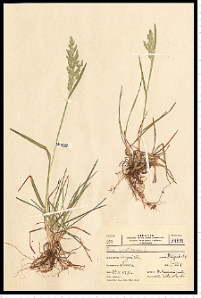 Poa pratensis L.