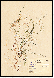 Poa trivialis L.