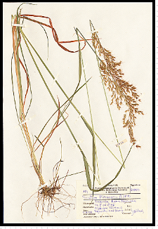 Trisetum flavescens (L.) P. Beauv.