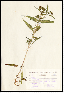 Bidens cernua L.