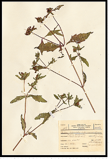 Bidens tripartita L.