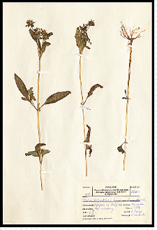 Bidens tripartita L.