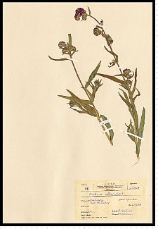 Anchusa officinalis L.
